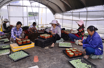 多肉植物种植助农增收