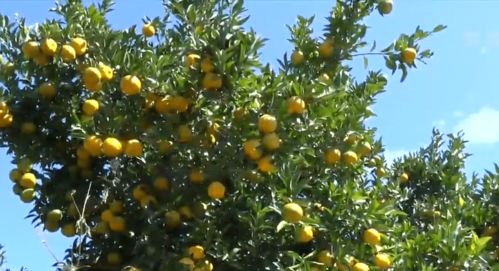 暖冬微度假,田园采摘