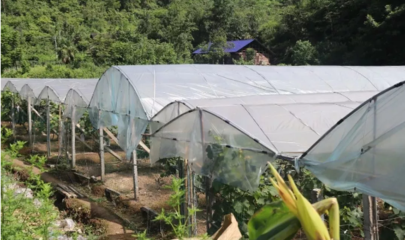 他用五年,在桑植打造了一个家庭农场