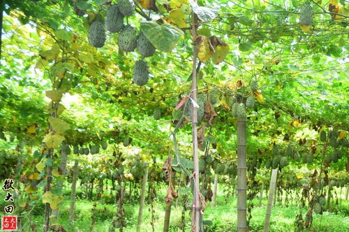 大田这个 优秀士兵 的奇果乐园