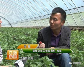 家庭农场种草莓 一季能赚七十万