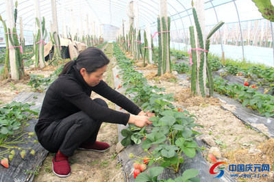植物混合种植家庭农场果树长势良好