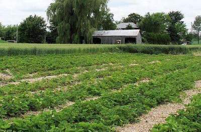 家庭农场新模式(一)
