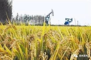 消息 沧州人注意 这类土地要实现确权登记发证,新证长这样