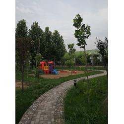 家庭农场种菜 四季丰种植 获嘉家庭农场