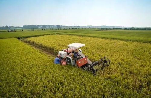 为什么你做农业项目总是亏 忽略这一成本问题才是罪魁祸首