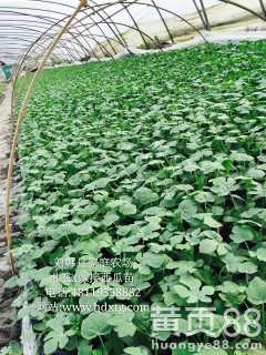 最新供求 宿州市埇桥区大营刘韩丹种植家庭农场