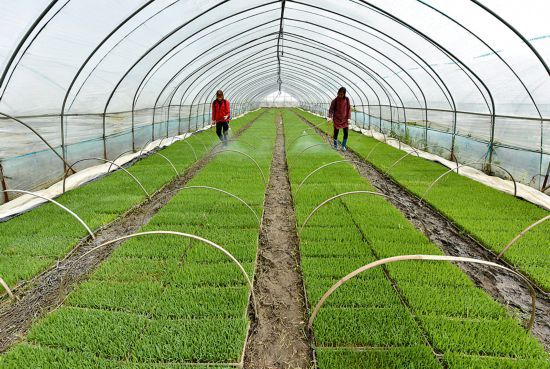 育苗备春种 种植家庭农场的科学实践