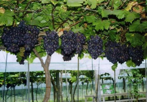 安徽聚农家庭农场 葡萄苗种植价格品种齐全