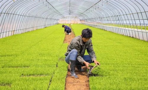 喜讯！孝感这两个地方被央视点名，是你的家乡吗？种植家庭农场引领乡村振兴