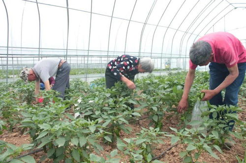 系列报道之五十五 种植家庭农场的兴起与发展