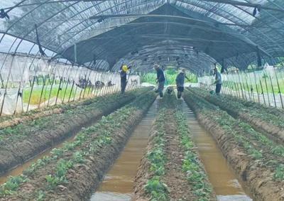 安庆经开区老峰镇 秋高气爽保秋种，草莓育苗栽种忙