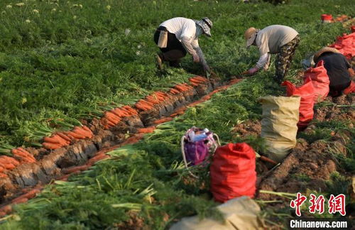 河北邢台探索联农带农模式 5万农户依托种植家庭农场走上致富路