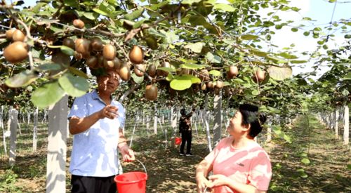 广饶休闲农业新篇章 家庭农场与农旅融合赋能乡村振兴
