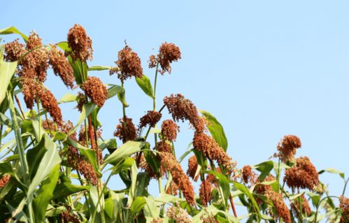 高粱 从救命粮到边缘作物，华北农业的变迁与反思