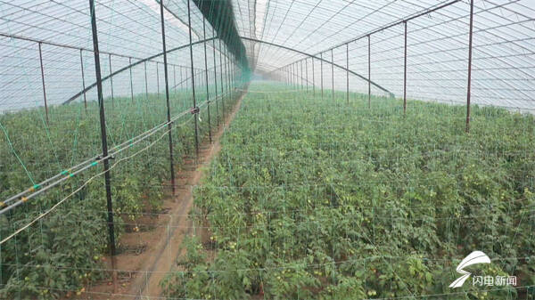 东营市广饶县 大棚果蔬迎丰收 特色种植增效益