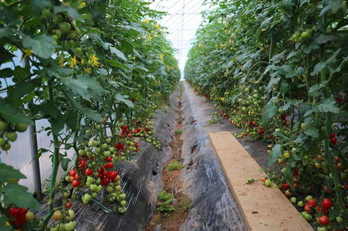 采摘季 | 在属于圣女果的季节，邀你一起品尝初夏的味道