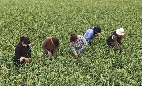 助农增收有胜'蒜'——永年2.6万亩国标蒜薹喜获丰收