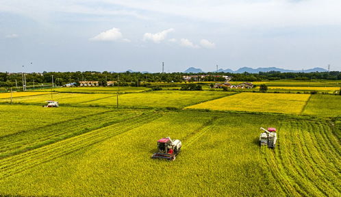 安徽庐江52.5万亩早稻开镰收割，种植家庭农场助力农业现代化