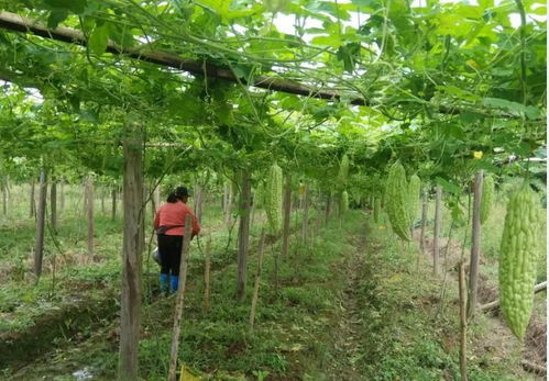 仁化 心系群众办实事，助农卖菜解民忧——种植家庭农场纪实