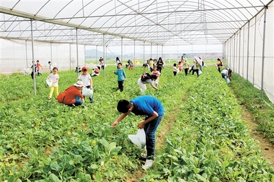 推动新型农业经营主体增量扩面提质 鹤山19家种植家庭农场拟入选省标杆