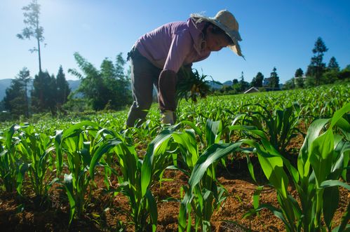 贵州茅台16亿打造3000万亩高粱种植家庭农场，筑牢原料“护城河”