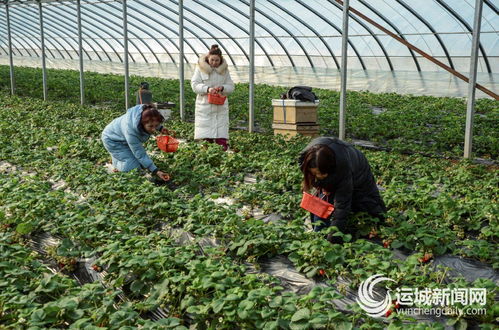元旦假期农场享受采摘快乐 种植家庭农场