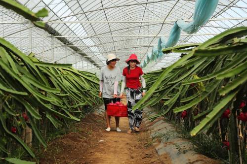火龙果映红致富路，种植家庭农场谱写乡村振兴新篇章