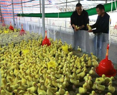 红色大石岭 业兴人和大石岭，厚重乡风塑境象，种植家庭农场